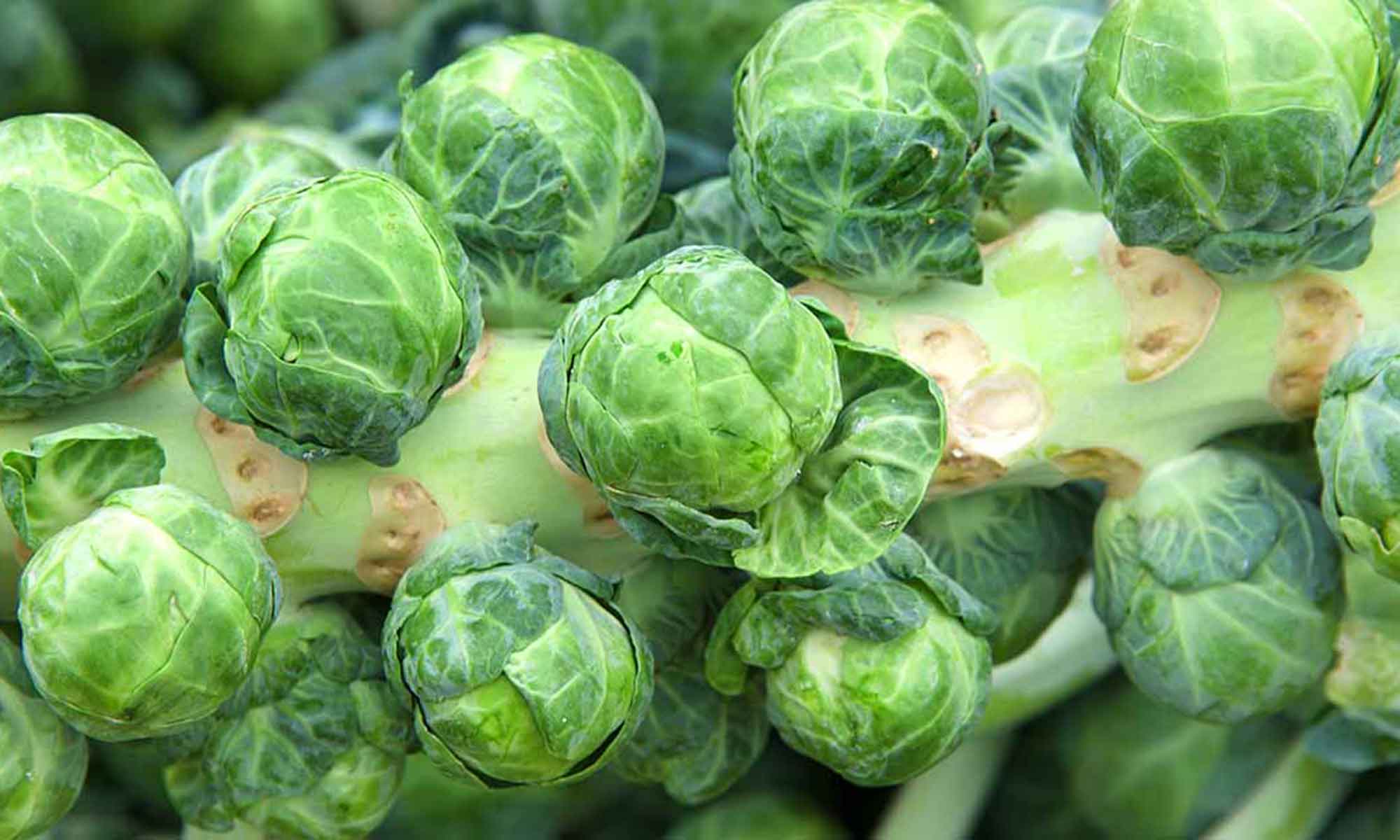 Brussels sprout (Brassica oleracea)