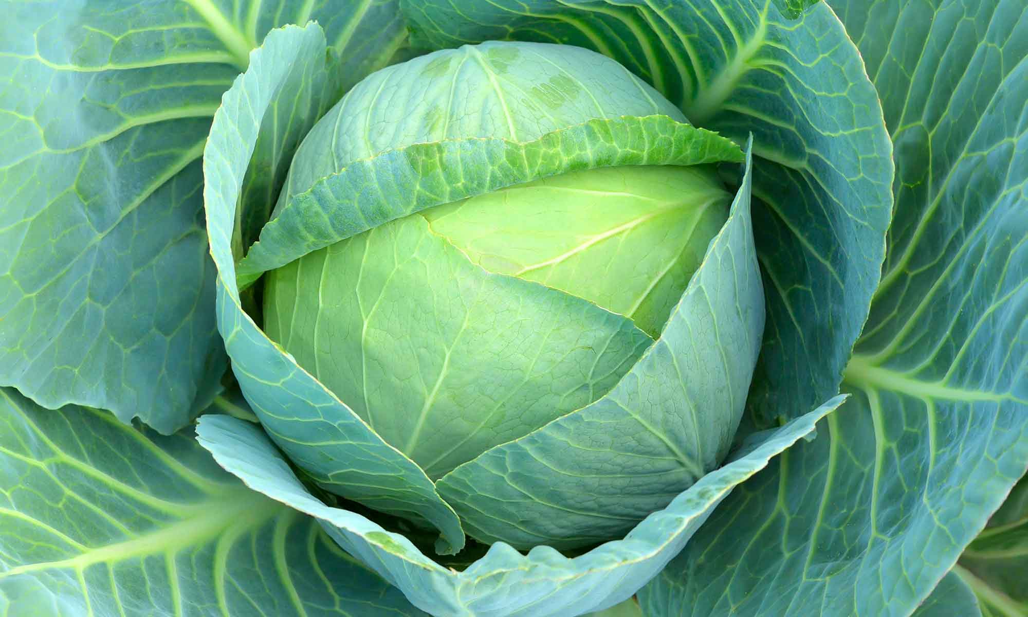 Cabbage
