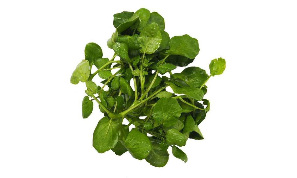 Watercress