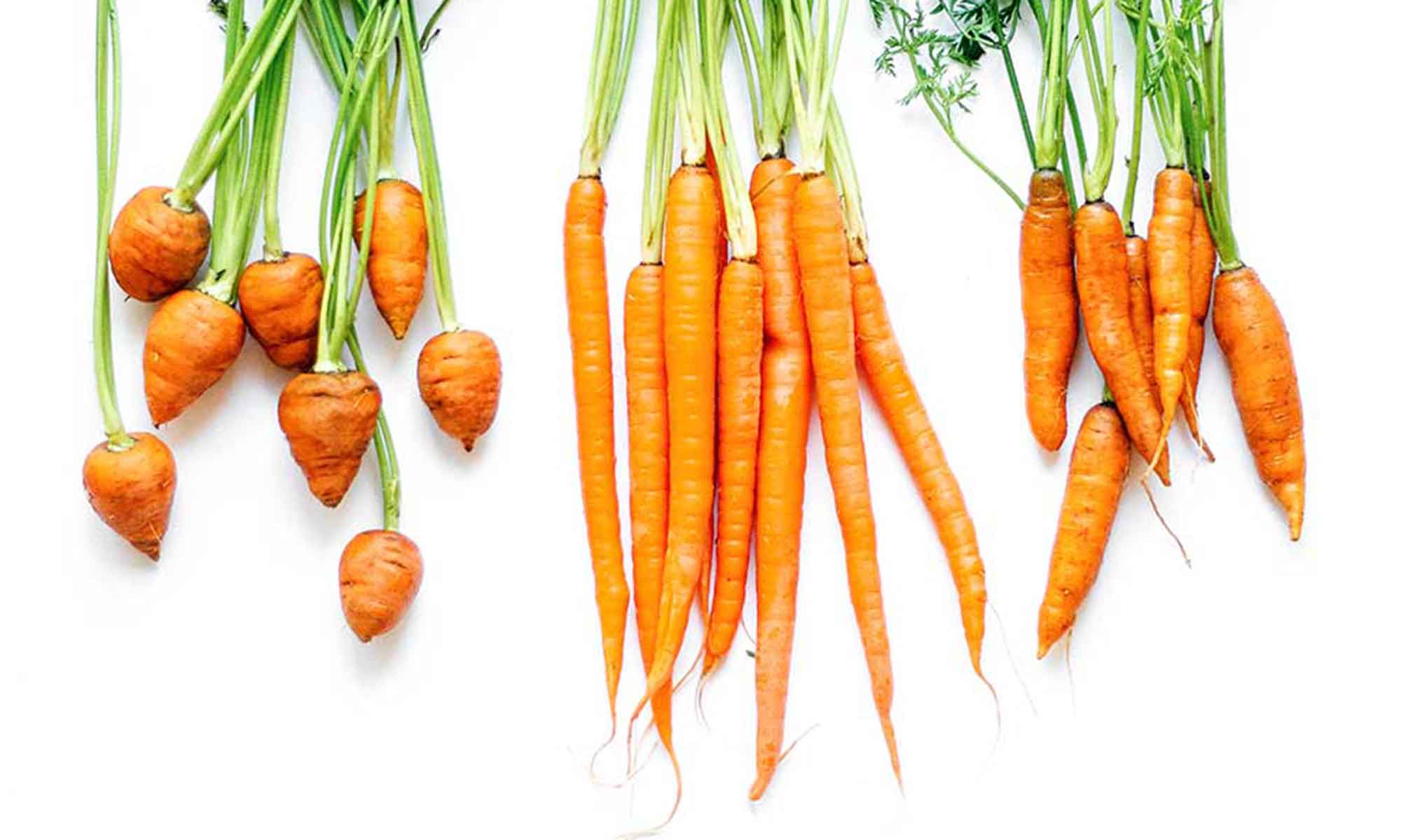 Carrot (Daucus carota subsp. sativus)