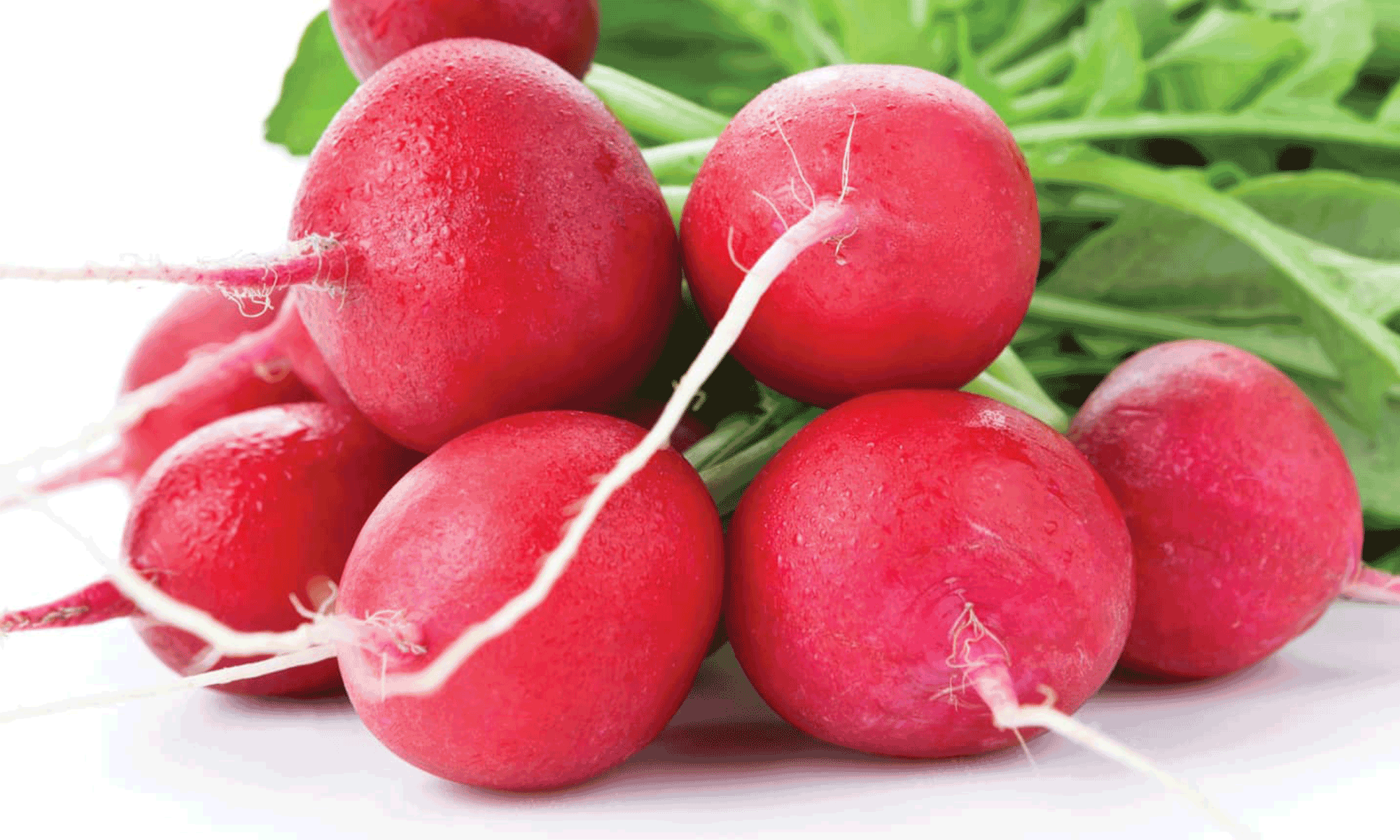Radish
