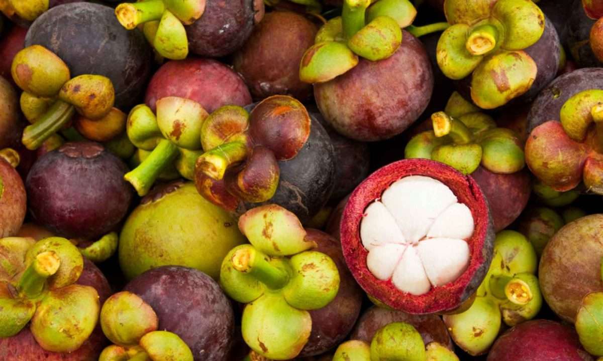 Mangosteen (Manggis)